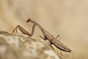 European mantis (Mantis religiosa) on stone