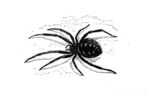 European or Mediterranean black widow
