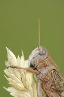 European migratory locust (Locusta migratoria)