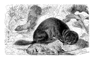 European mink (Mustela lutreola)