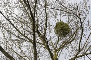 European mistletoe in a tree