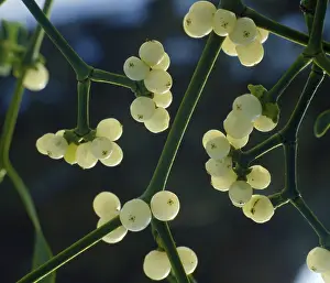 European mistletoe (Viscum album)