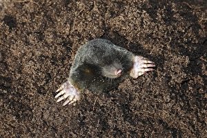European Mole, Common Mole or Northern Mole (Talpa europaea) in a molehill with freshly dug earth