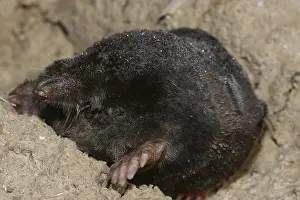 European mole (Talpa europaea)