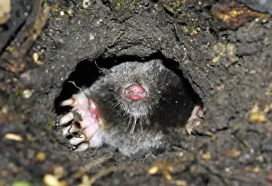 European Mole (Talpa europaea)