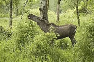 European Moose (Alces alces alces)