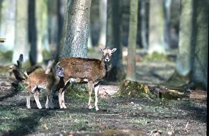 European mouflon