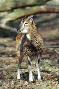 European mouflon