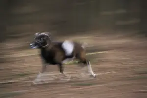 European Mouflon Argali (Ovis ammon musimon) - running
