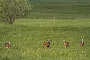 European mouflon in a meadow in the Harz Mountains