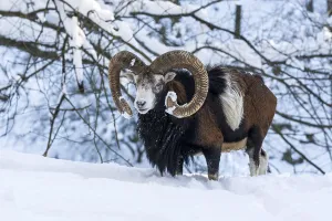 European mouflon (Ovis ammon musimon)