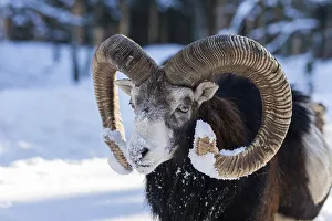 European mouflon (Ovis ammon musimon)
