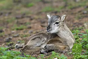 European mouflon (Ovis ammon musimon)