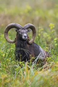 European mouflon (Ovis aries musimon)