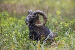 European mouflon (Ovis aries musimon)