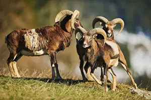 European mouflon (Ovis aries musimon) ram (male) in the alps