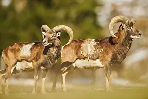 European mouflon (Ovis aries musimon) ram (male) in the alps
