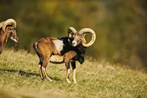 European mouflon (Ovis aries musimon) ram (male) in the alps
