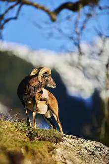 European mouflon (Ovis aries musimon) ram (male) in the alps
