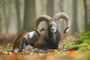 European mouflon (Ovis aries musimon) ram (male) lying in a forest in autumn