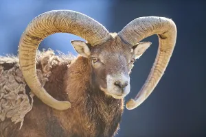 European mouflon (Ovis aries musimon ram (male) portrait in the alps