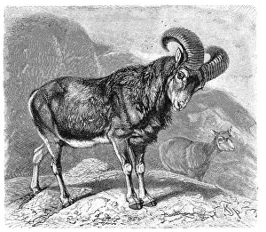 European mouflon (Ovis aries musimon) syn