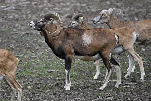 European mouflon (Ovis gmelini musimon)