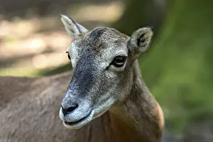 European mouflon (Ovis gmelini musimon)