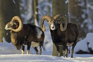 Two European Mouflon (Ovis gmelini musimon) (Ovis aries orientalis) rams in forest in the snow in winter