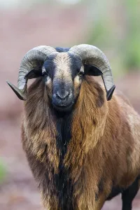 European Mouflon (Ovis orientalis)