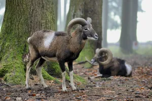 European mouflon (Ovis orientalis musimon)