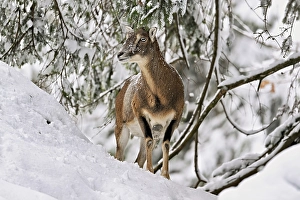 European mouflon (Ovis orientalis musimon)
