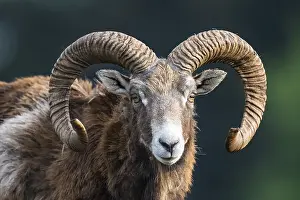 European mouflon (Ovis orientalis musimon)