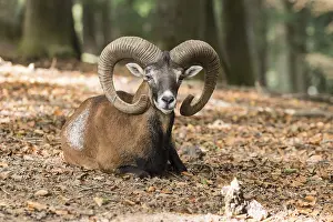 European mouflon (Ovis orientalis musimon)