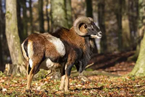 European Mouflon (Ovis orientalis musimon)
