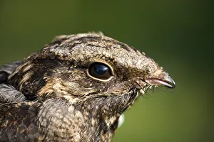 European Nightjar (Caprimulgus europaeus)