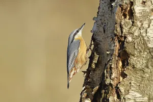 European nuthatch (Sitta europaea)
