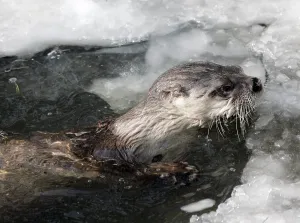 European Otter (Lutra lutra)