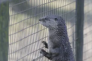 European otter (Lutra lutra)