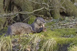 European otter (Lutra lutra)