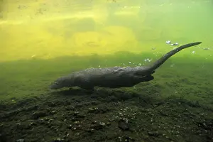 European otter (Lutra lutra)