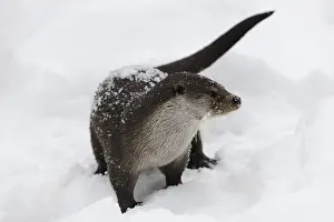 European Otter (Lutra lutra)