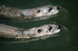 European Otter (Lutra lutra)