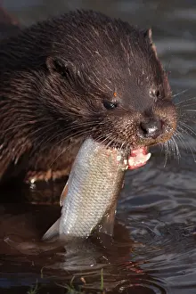 European Otter (Lutra lutra) adult male