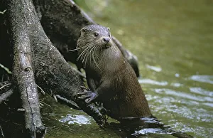 European Otter (lutra lutra), Adult standing in Water
