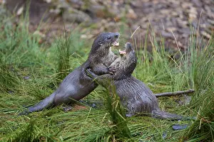 European otter (Lutra lutra), two animals fighting on the bank