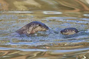 European Otter (Lutra lutra), two animals play and fight in pond