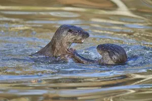 European Otter (Lutra lutra), two animals play and fight in pond