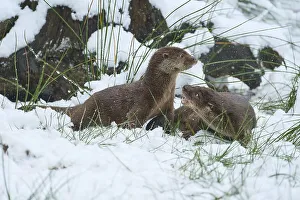 European otter (Lutra lutra), two animals playing in the snow