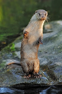 European Otter (Lutra lutra), in captivity